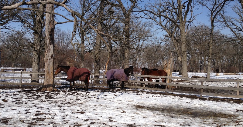 Winter Is Coming: Tips for Winter Horse Care